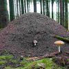 09 b Schluchensteig Etappe 4 - 6